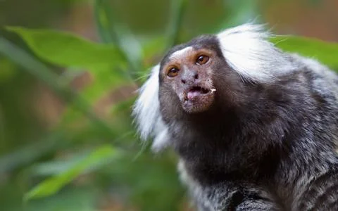 Common Marmoset Stock Photos