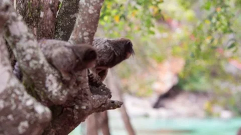Common marmoset at tree Stock-Footage 71236524