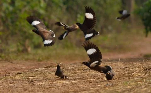 Common mayna in fly Stock Photos