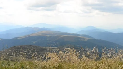 Common meadow-grass blown by wind in Carpathian Mountains Stock Footage 54620710