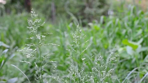 Common meadow-grass with panicles gently stirred by breeze Stock Footage 51353043