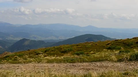 Common meadow-grass with panicles gently stirred by breeze Stock Footage 54131086