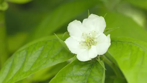 COMMON MEDLAR, CLOSE-UP OF SINGLE WHITE FLOWER. 4K. Stock Footage 130468446