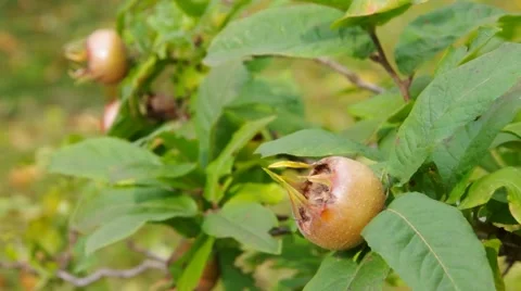 Common medlar Stock Footage 59870911