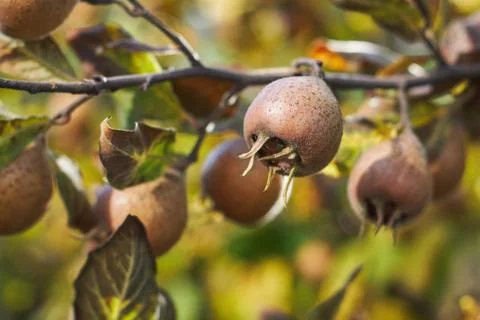 Common medlar fruit Stock Photos