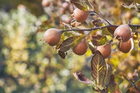 Common medlar fruit Stock Photos