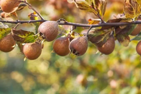 Common medlar fruit Stock Photos