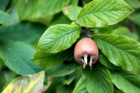 Common Medlar Fruit Stock Photos
