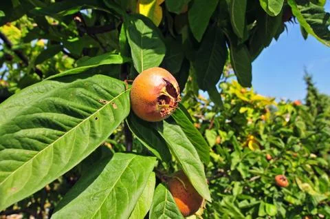 Common medlar Stock Photos