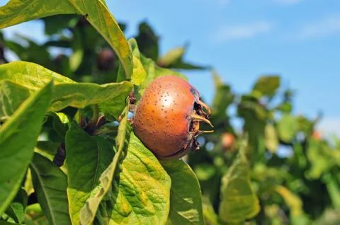 Common medlar Stock Photos