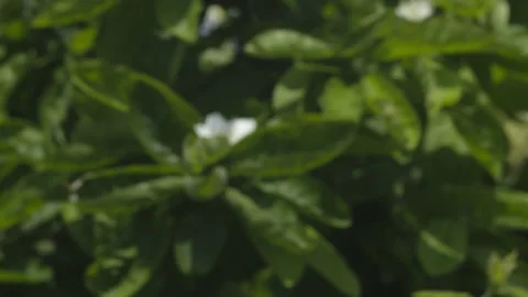 COMMON MEDLAR, RACK-FOCUS TO WHITE FLOWER. 4K. Stock Footage 130468394