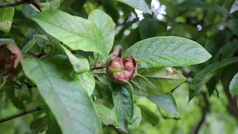 Common medlar tree with fruit in summer Stock Footage 172141130