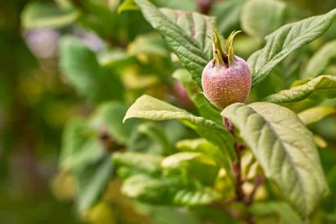 Common medlar on tree Stock Photos