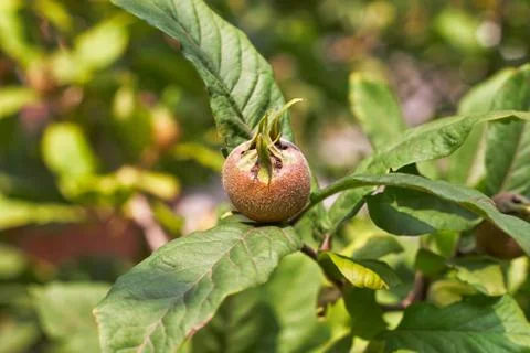 Common medlar on tree Stock Photos