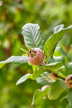 Common medlar on tree Stock Photos