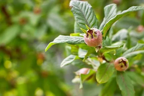 Common medlar on tree Stock Photos