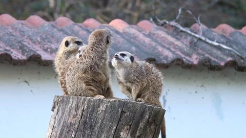 Common meerkat (latin name Suricata suricatta) is guarding on the stone. Stock Footage