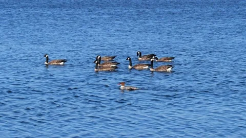 A Common Merganser and a flock of Canada geese swimming in blue lake water. Stock Footage 147221661