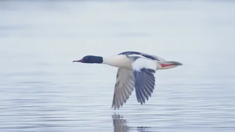 Common merganser bird in flight in slow motion, duck flying Stock Footage 327734325