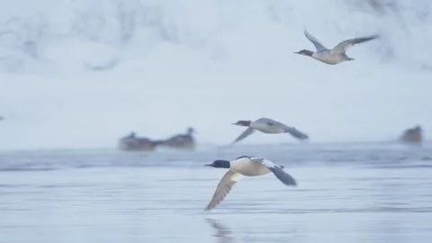Common merganser bird in flight in slow motion, duck flying Stock Footage 327734336
