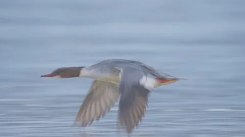 Common merganser bird in flight in slow motion, duck flying Stock Footage 328050174