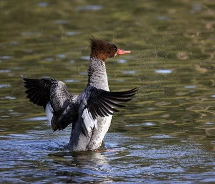 Common merganser bird Stock Photos