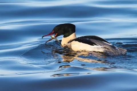 Common merganser catches a fish Stock Photos