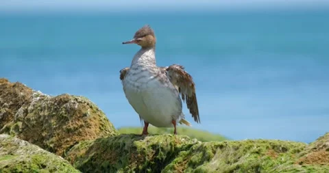Common merganser close up Stock Footage 160503234