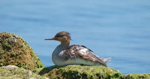 Common merganser close up Stock Footage 160503367