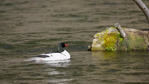 Common Merganser Duck Swims in Central Oregon 스톡 동영상 246145955