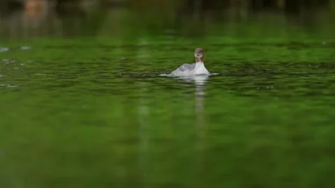 Common Merganser Ducklings Swimming in River Slow Motion Video 動画素材 340962060