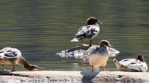 Common merganser ducks Stock Footage 25826821
