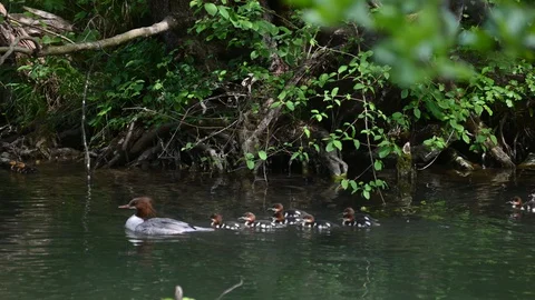 Common merganser family in a riverside forest near the danube river in austria Видео 129690953