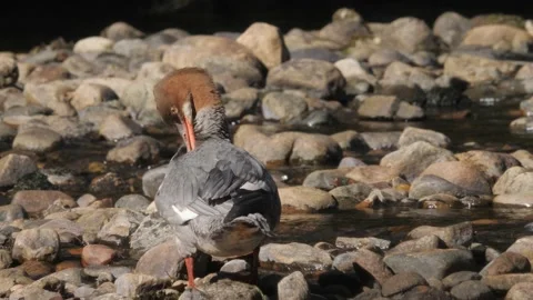 Common Merganser Female Is Preening Her Feathers on Rocky Shore, Low Angle View Stock Footage 219331908