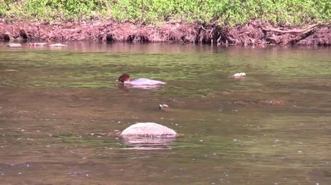 Common Merganser with fish in bill Stock Footage 53243440