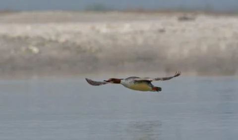 Common Merganser flying Stock Photos
