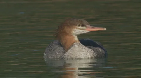 Common Merganser Stock Footage 992373
