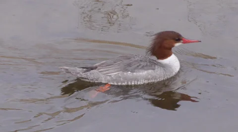 Common Merganser Stock Footage 35194305