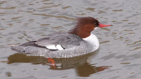 Common Merganser Stock Footage 35194319