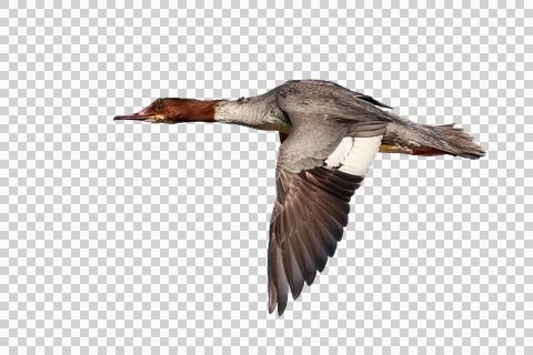 Common merganser isolated on white background (Mergus merganser) Female bird in  Stock Photos