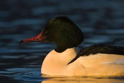 Common merganser or goosander bird, Mergus merganser Stock Photos