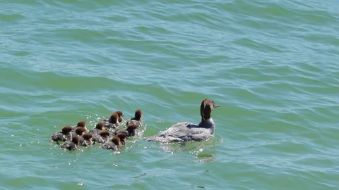 The common merganser or goosander on the sea Stock Footage 94859939