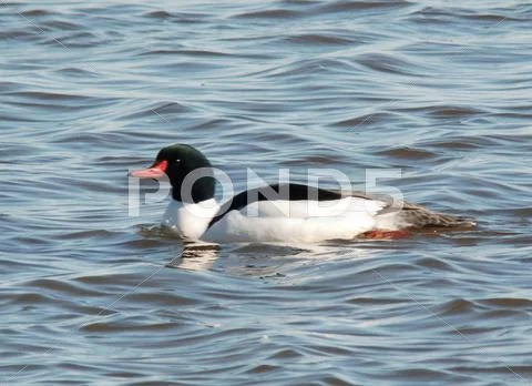 Common merganser Stock Photos