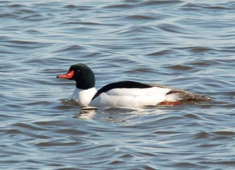 Common merganser Foto stock