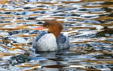 Common merganser Foto stock