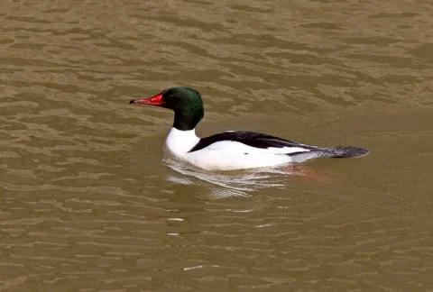 Common merganser Stock Photos