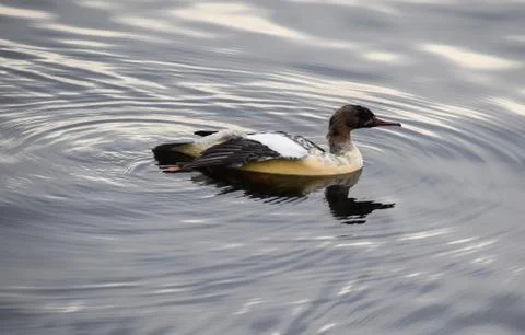 Common Merganser Stock Photos