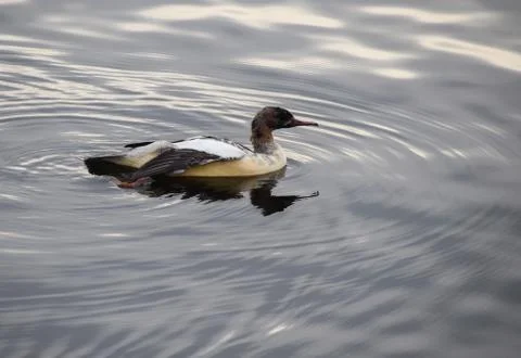 Common Merganser Foto stock