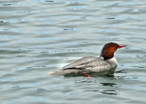 Common merganser Stock Photos