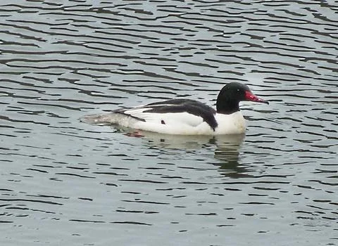 Common Merganser Stock Photos